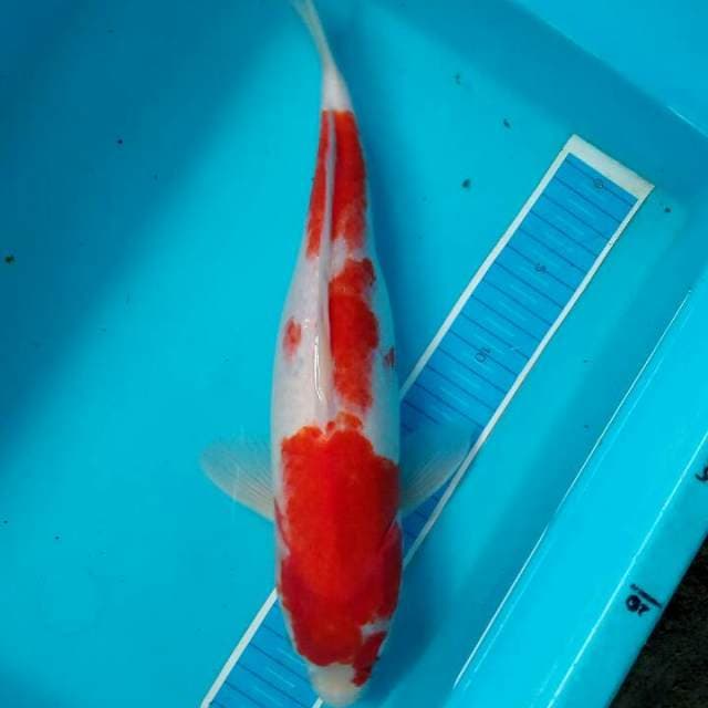 Kohaku