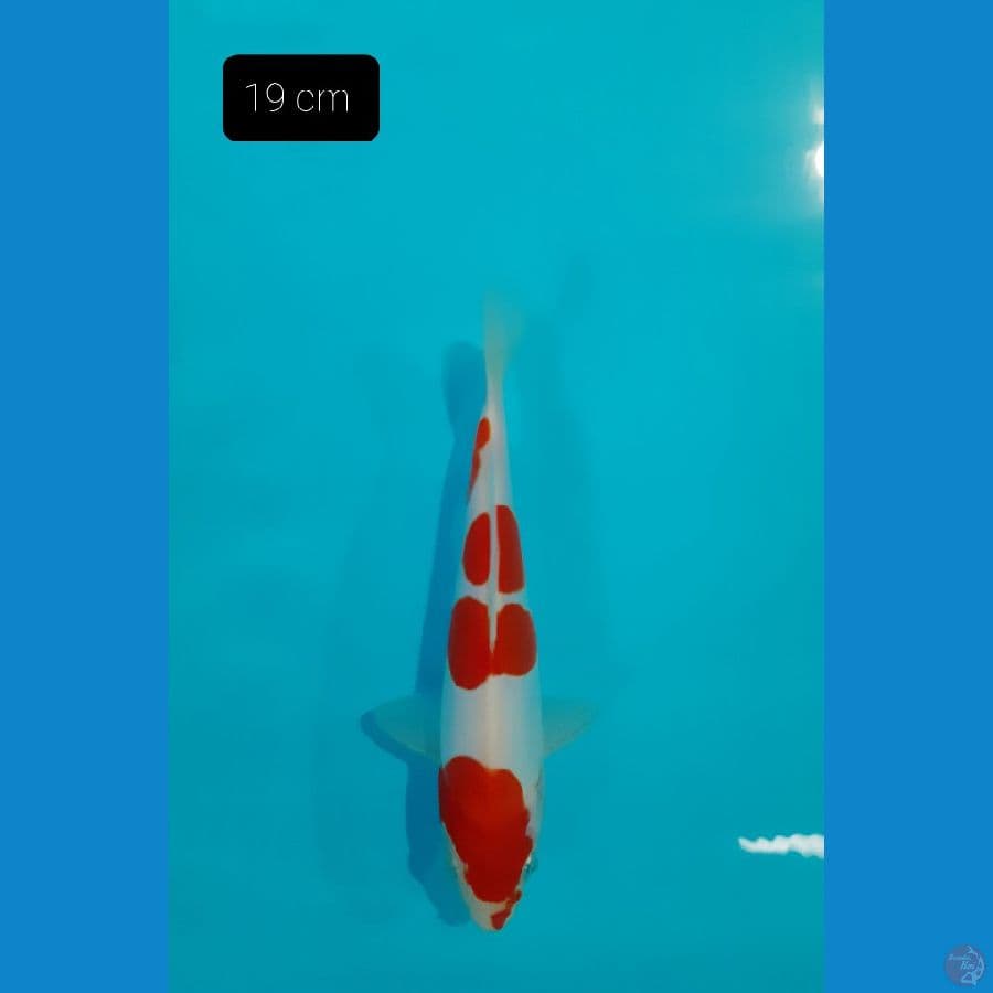 Kohaku Doit 19 cm