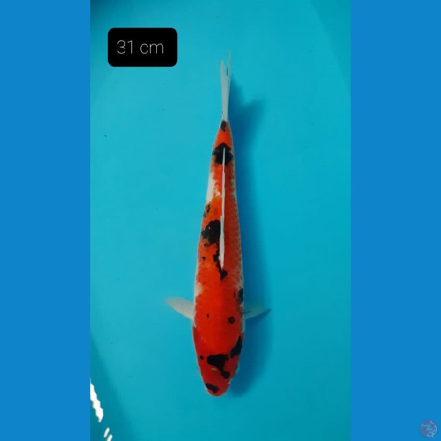 Showa 31 cm