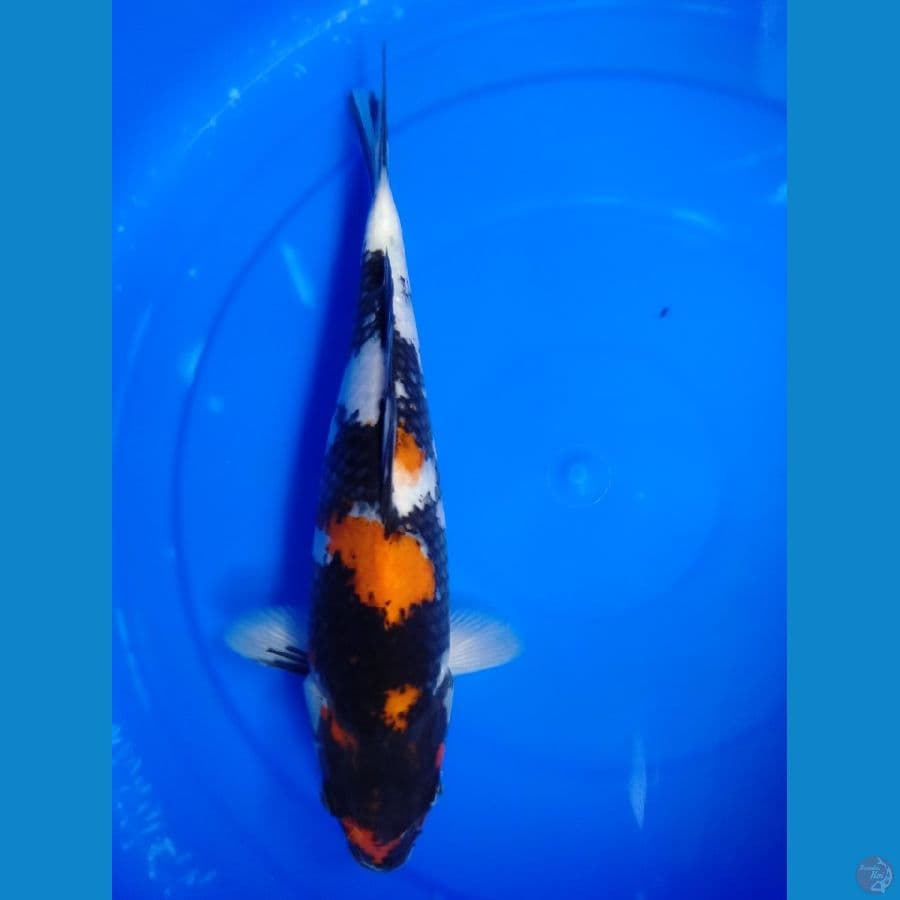 showa 30cm female