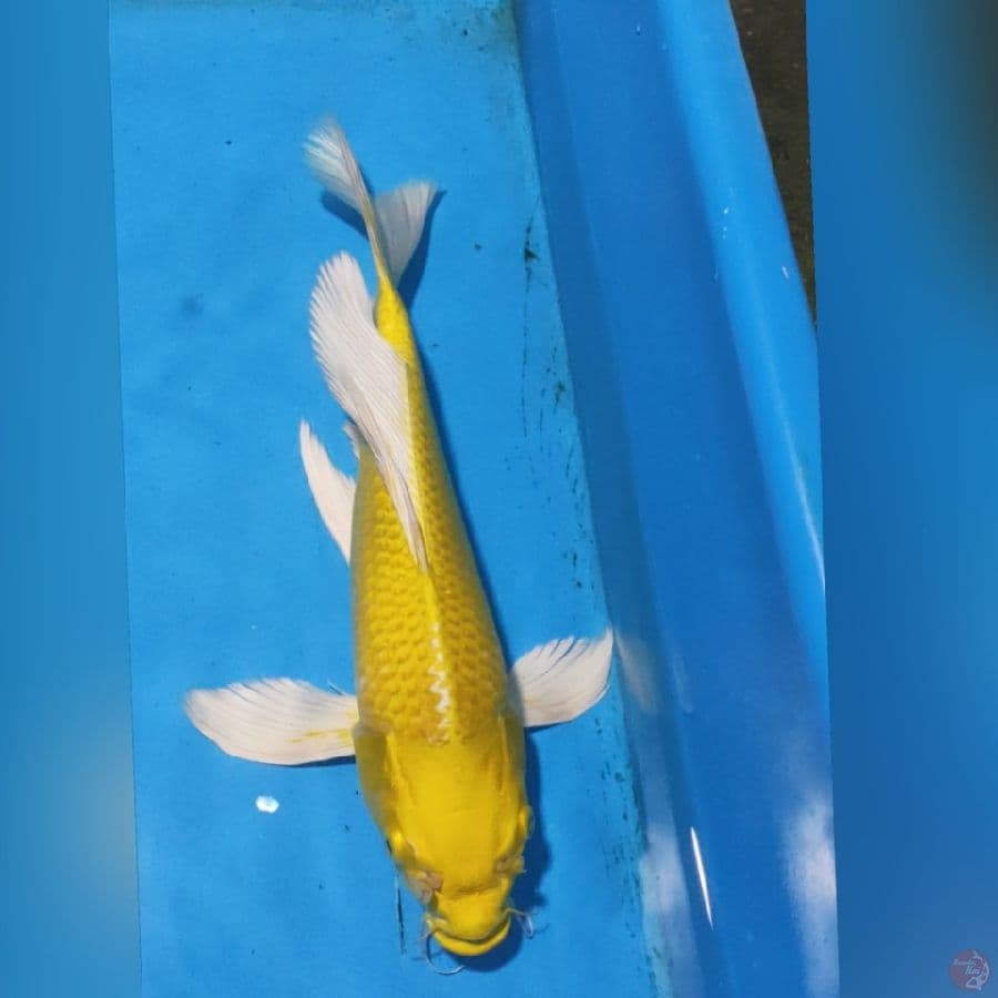 kumpay ogon 33cm