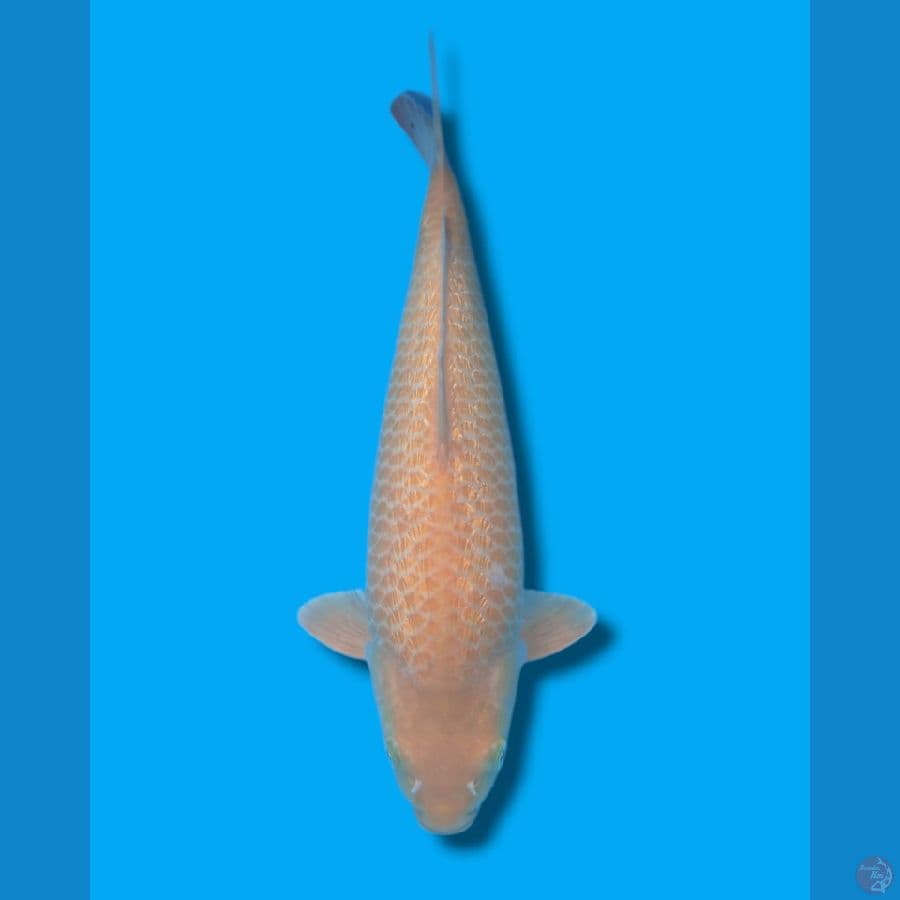 karashi ginrin 40cm