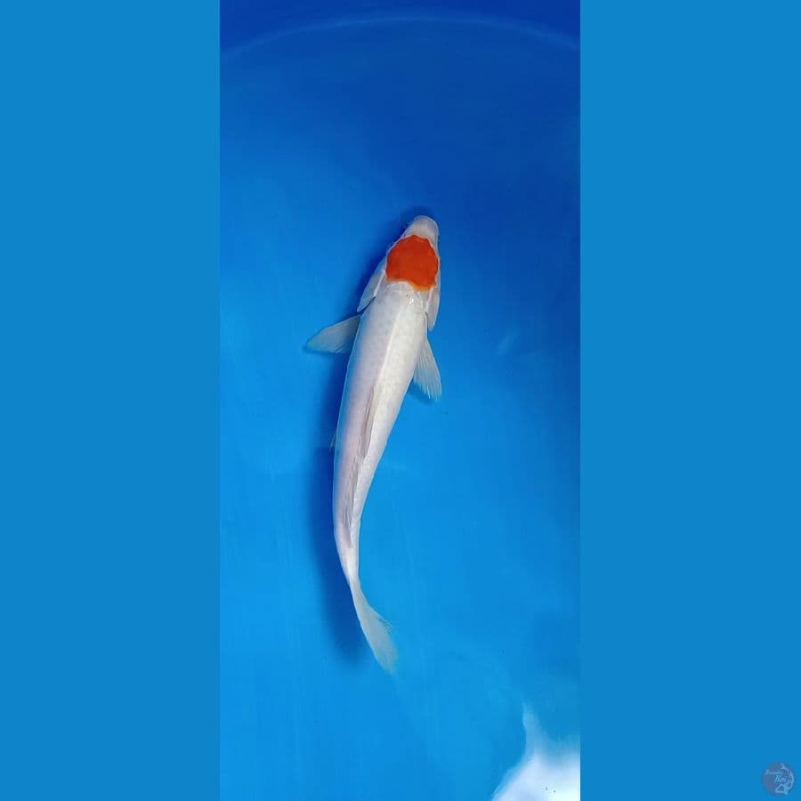 TANCHO 33 CM
