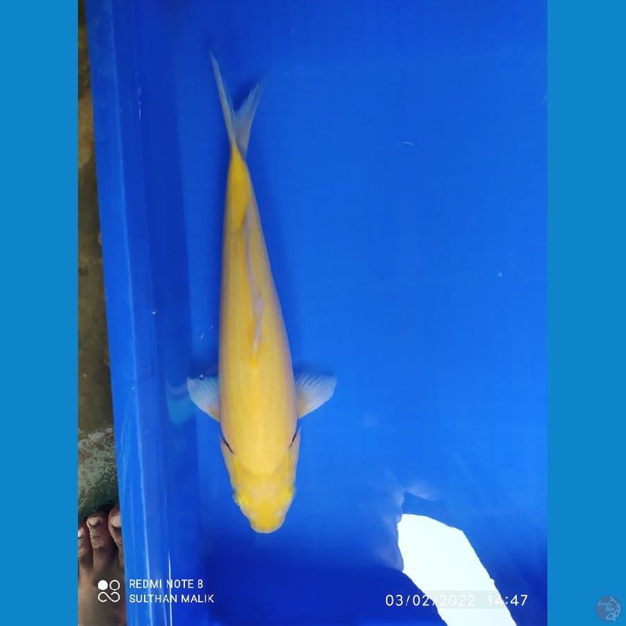 karasi 39 cm bulky