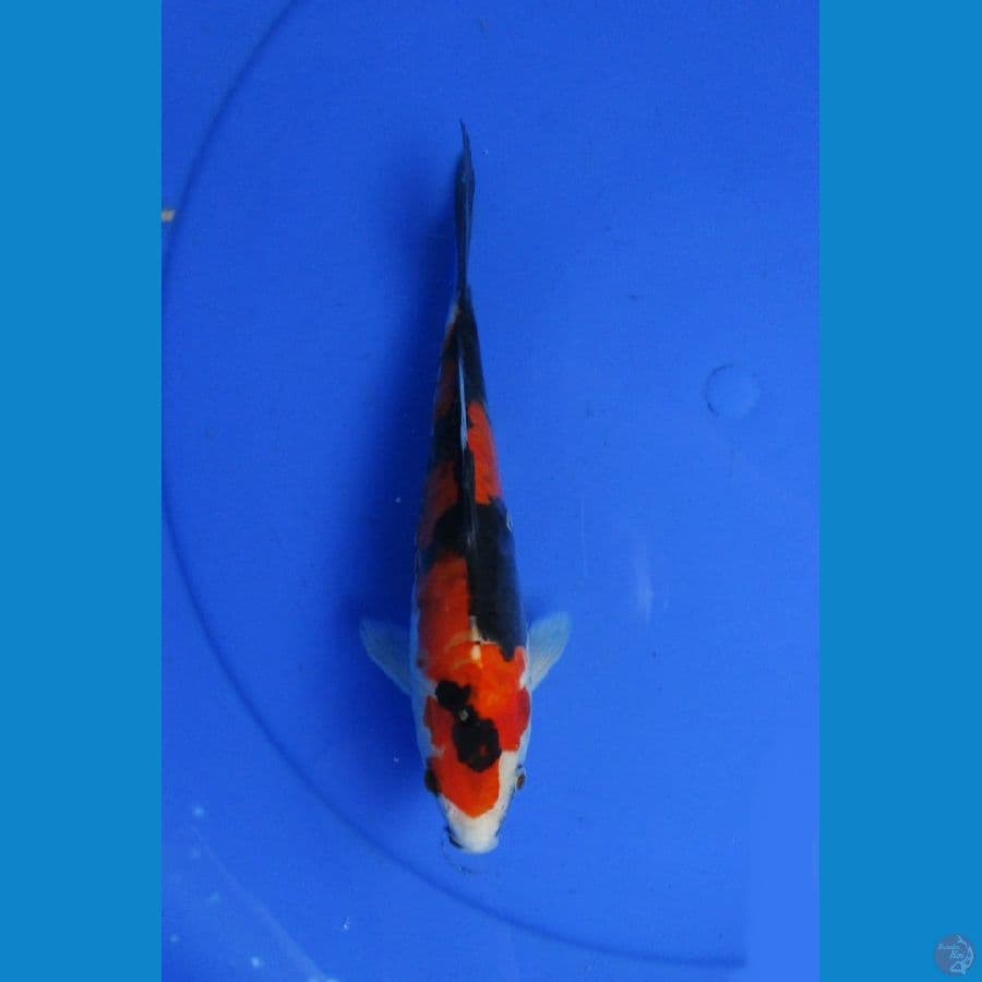 showa doitsu ±23cm