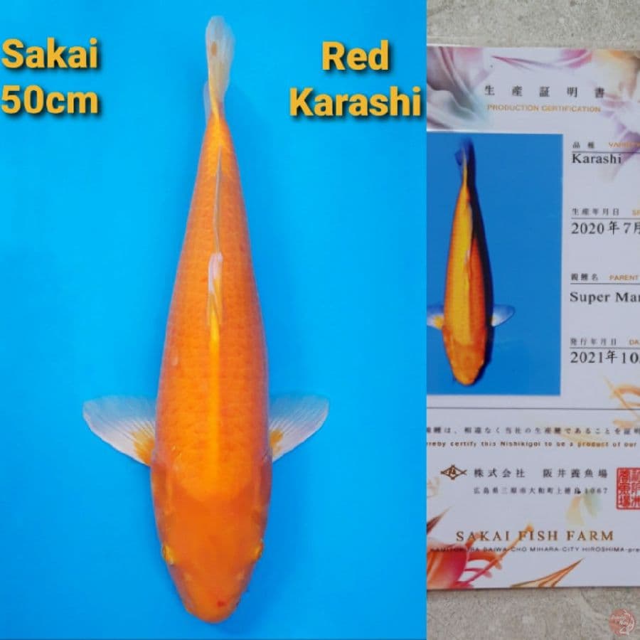SAKAI KARASHI SUPER MANGO 50CM