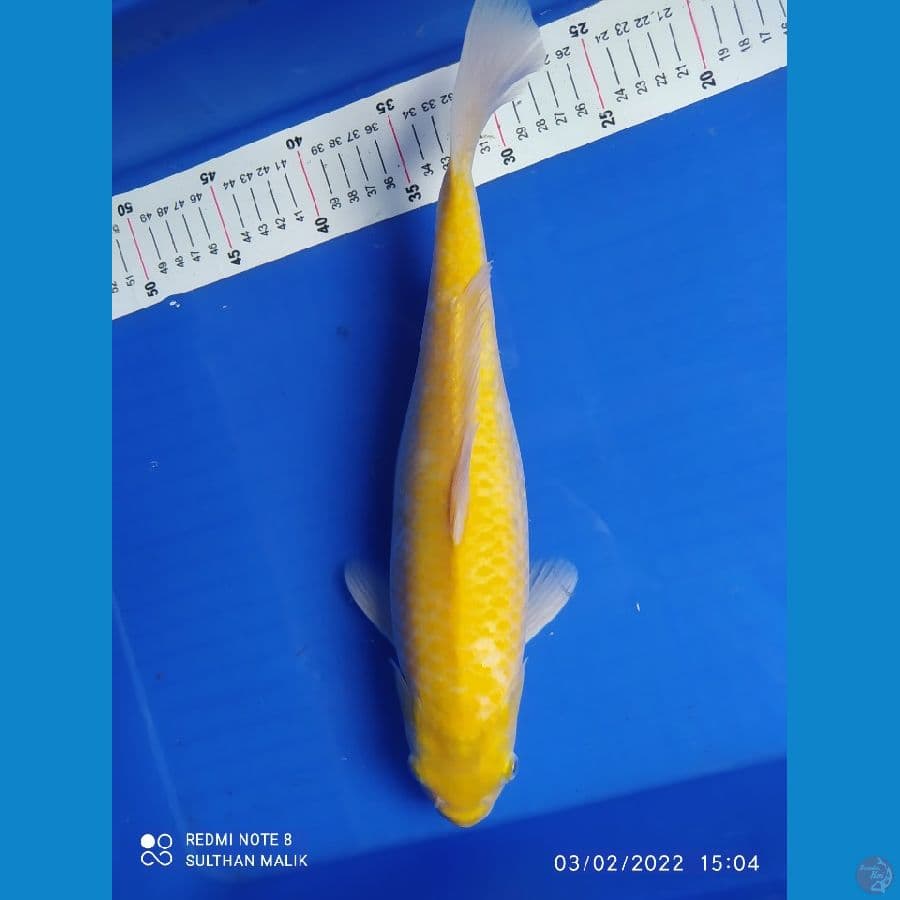 karasi 38 cm fukurin