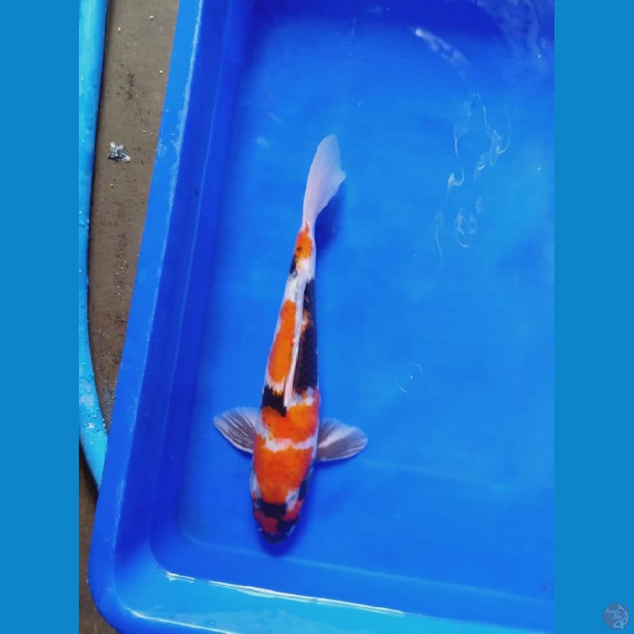 Showa 30cm