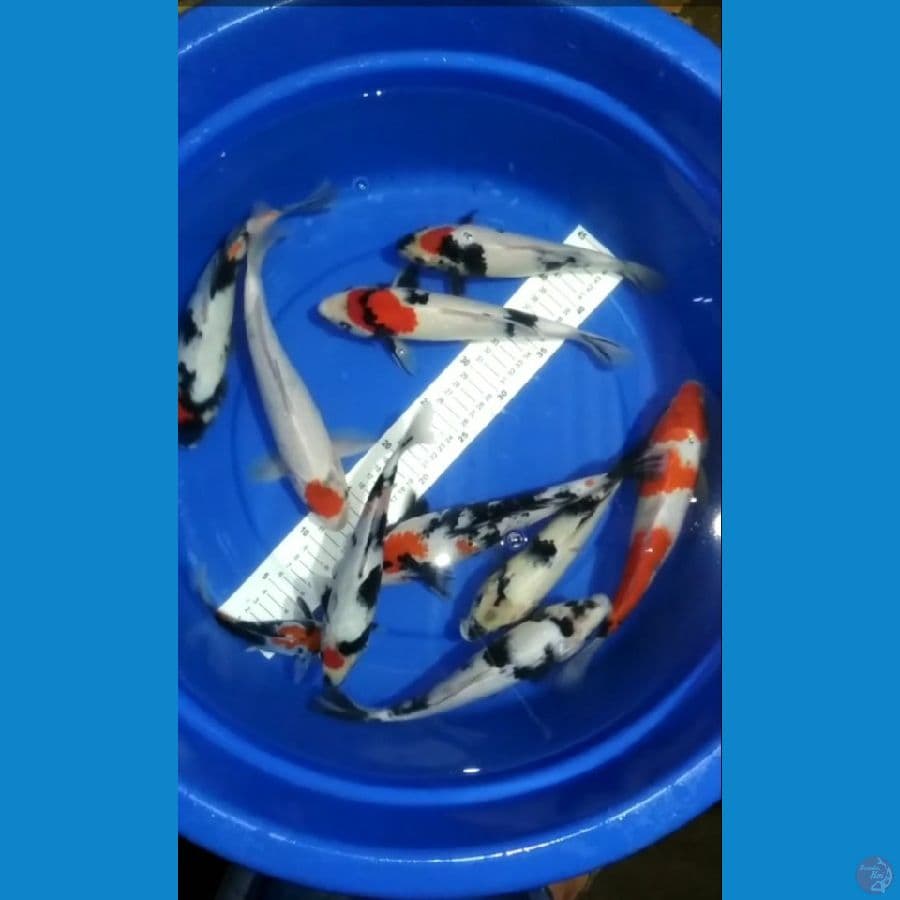 25-30cm 9 ekor bonus 1