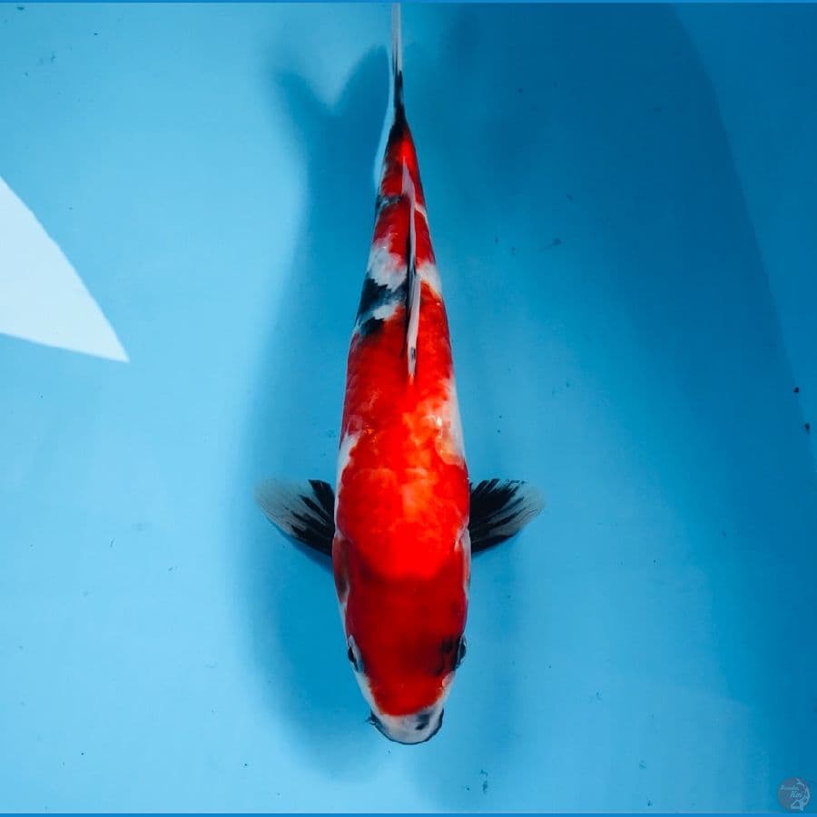 showa, 29 cm
