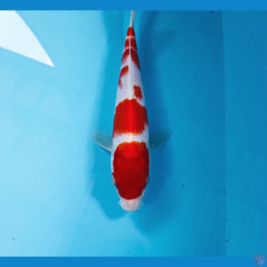 kohaku, 23 cm
