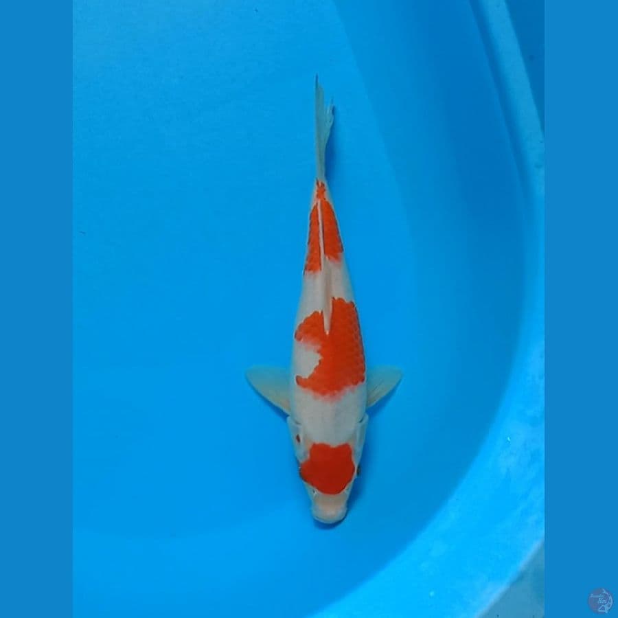 maruten kohaku