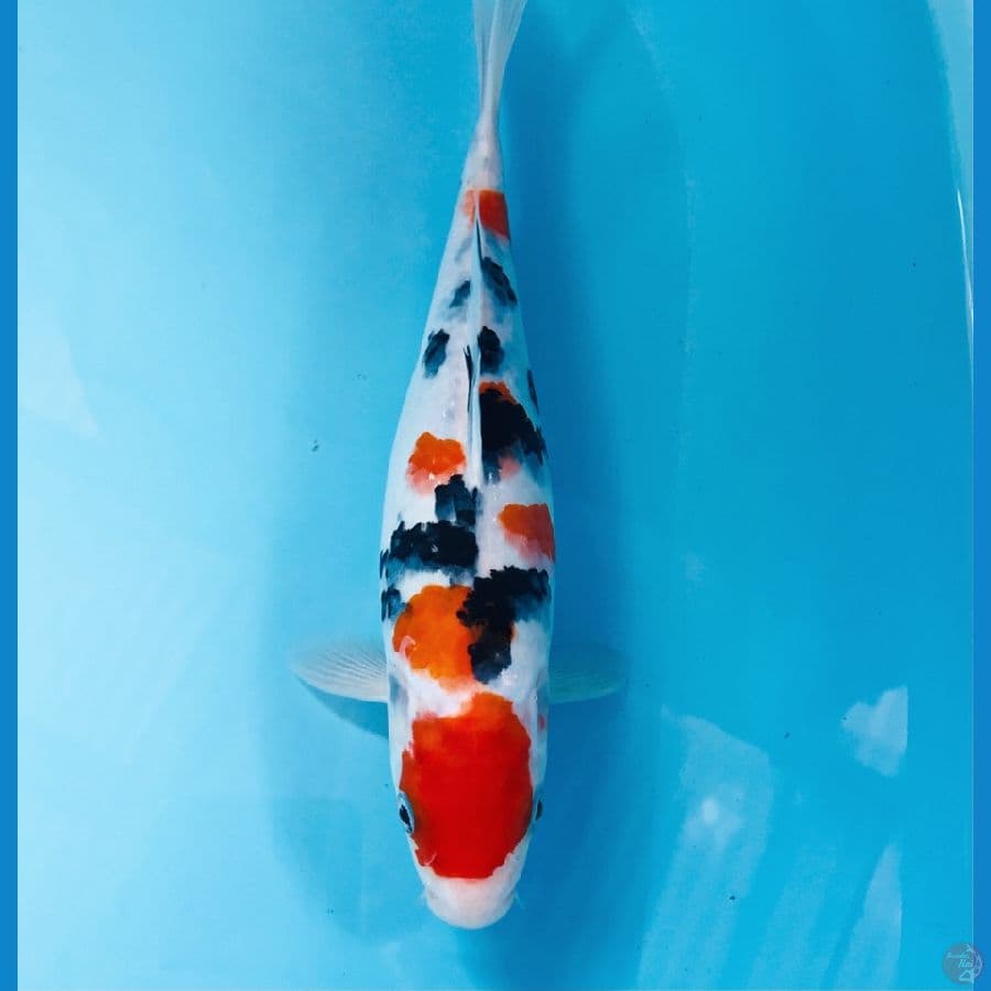 sanke, 25 cm