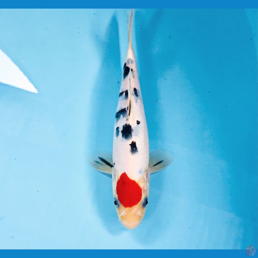 tancho sanke, 22 cm