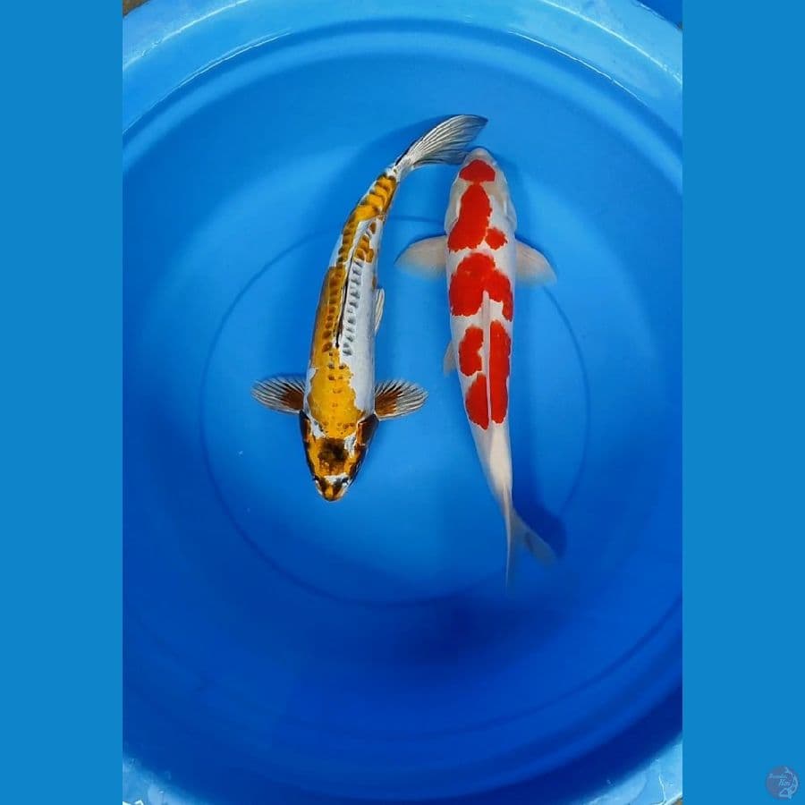 Duo Male 45cm