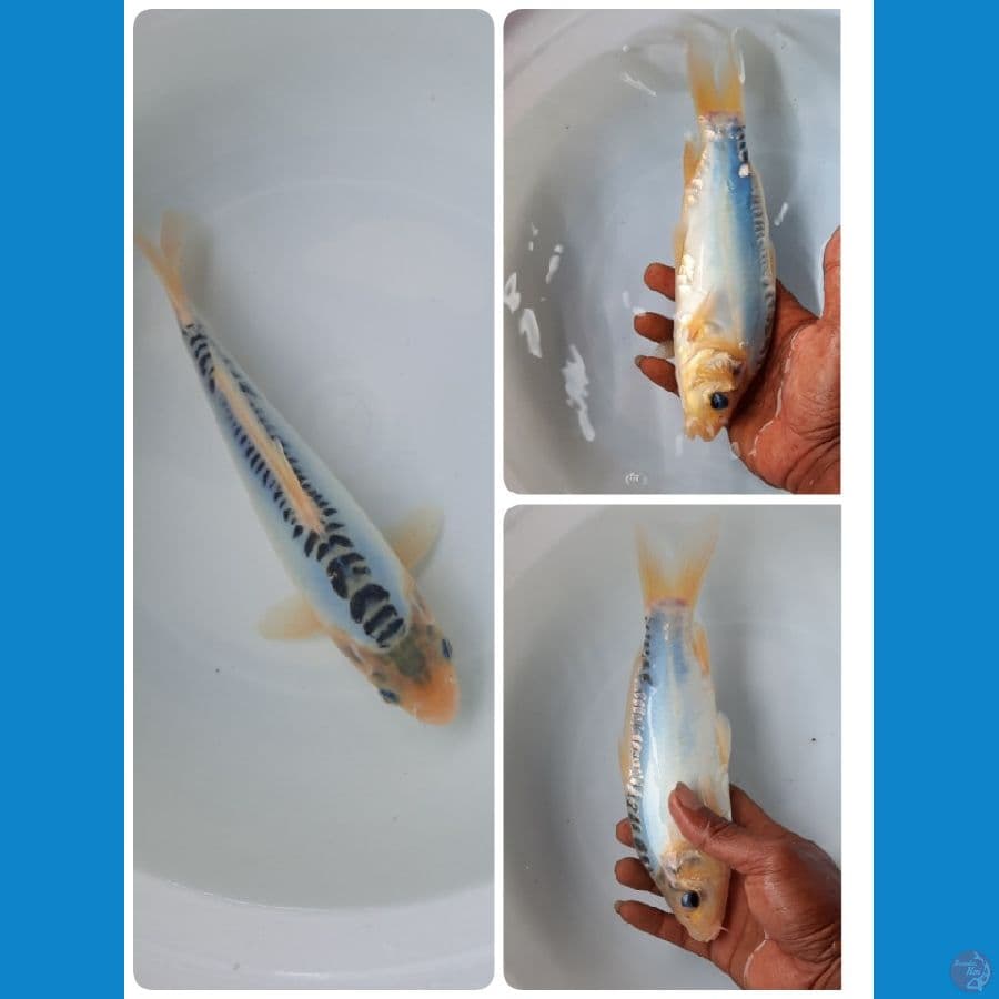 shusui 24cm 
