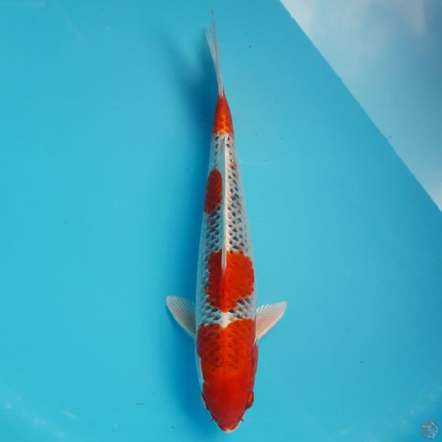 Kujaku Strong Red 32cm