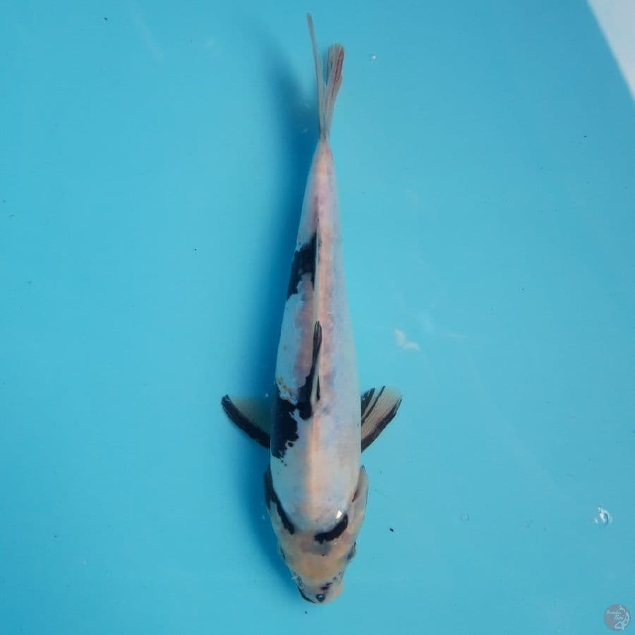 Doitsu Shiro 22cm