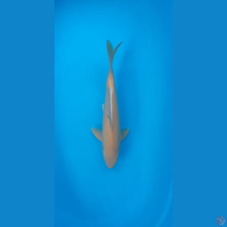 *PSKF 5* MALE KARASHI (BL MARUSEI)