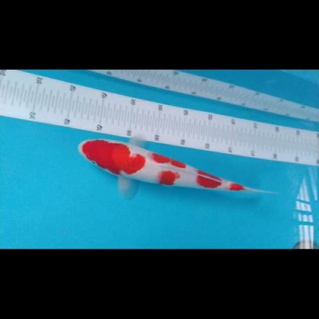Kohaku 32cm