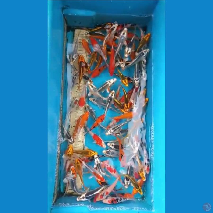 Mix 90ekor 10-14cm