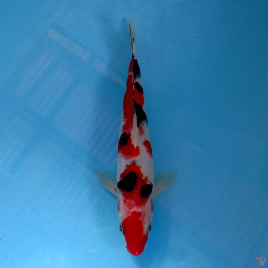 sanke, 24 cm