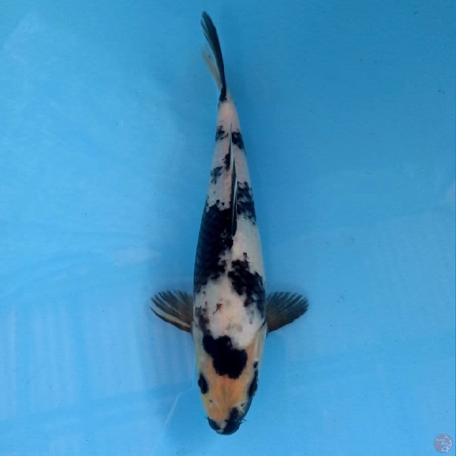 shiro, 22 cm