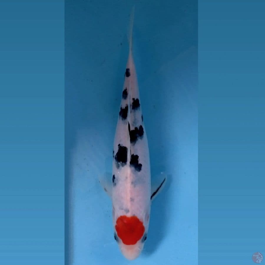 tancho sanke, 22 cm
