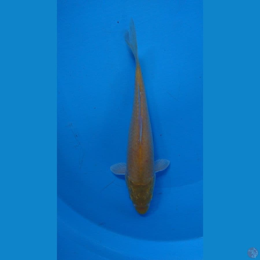 karasi lemon 