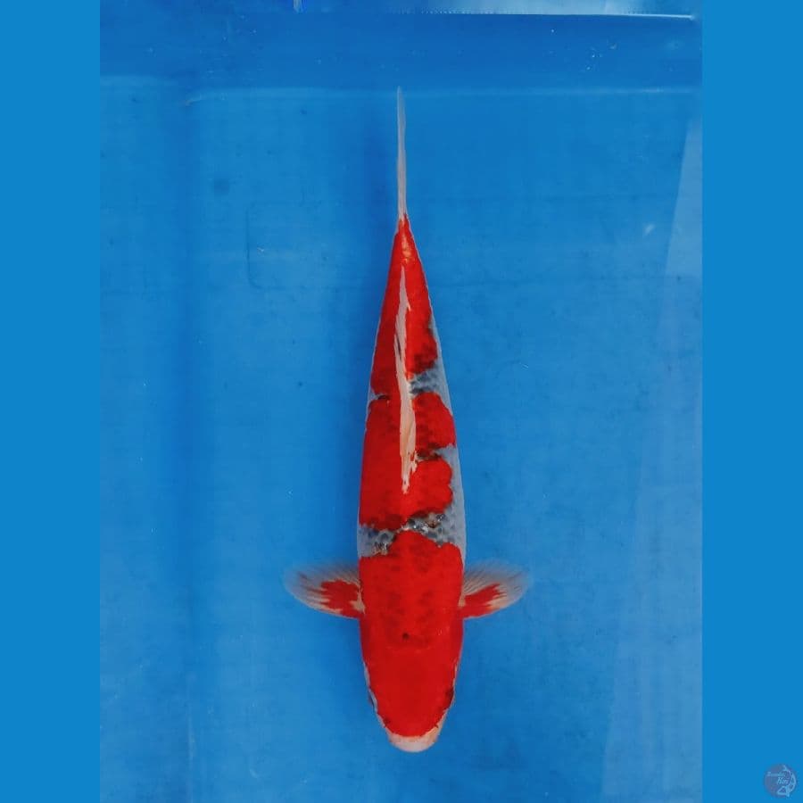 gosiki red strong. 35cm jantan