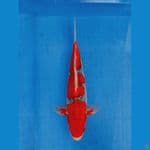 gosiki red strong.  35cm jantan