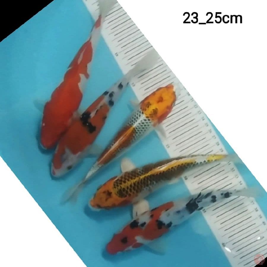 5 ekr mix koi