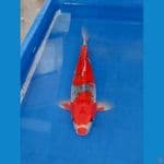 gosiki red strong 34 cm 
