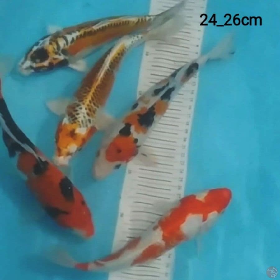 5 ekr mix koi