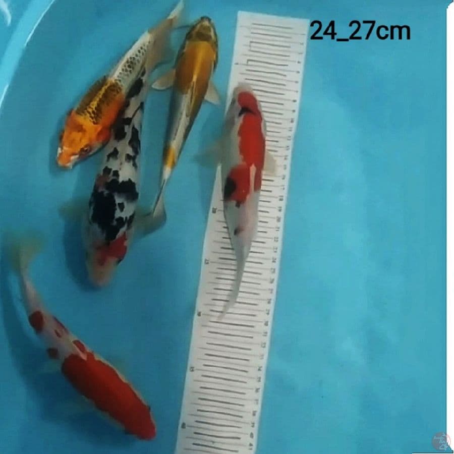5 ekr mix koi
