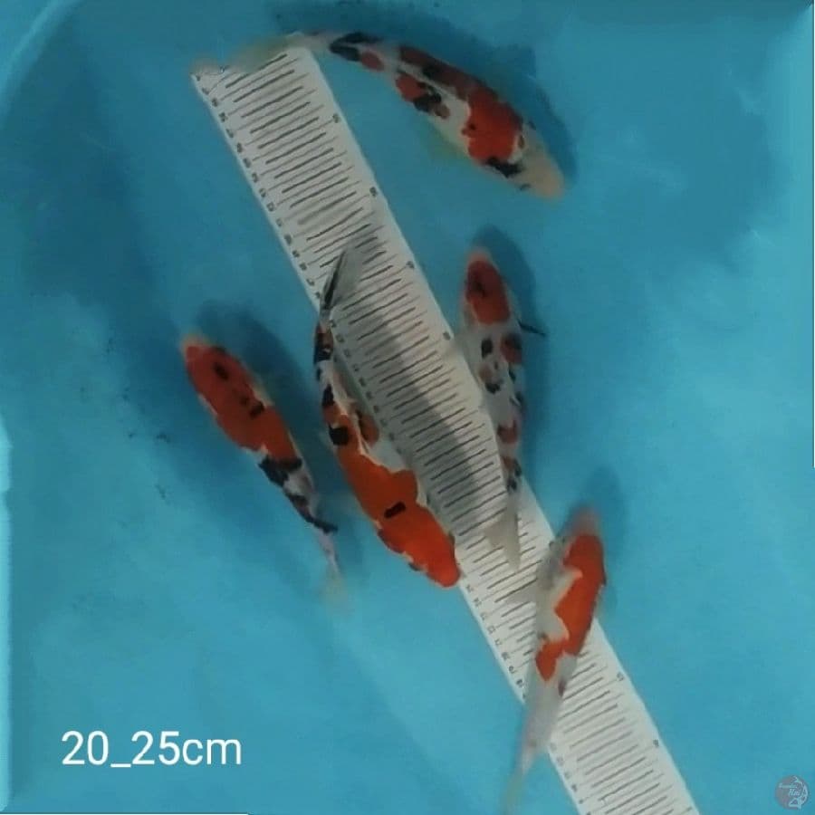 5ekr,mix koi