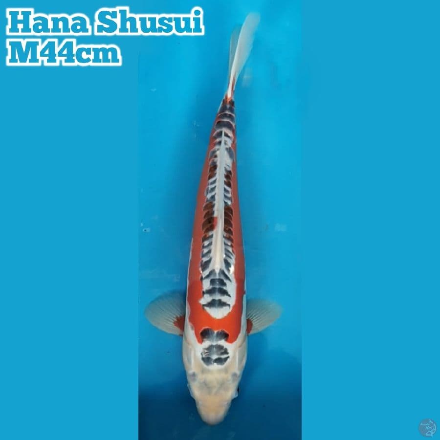 Hana Sushui M44 cm