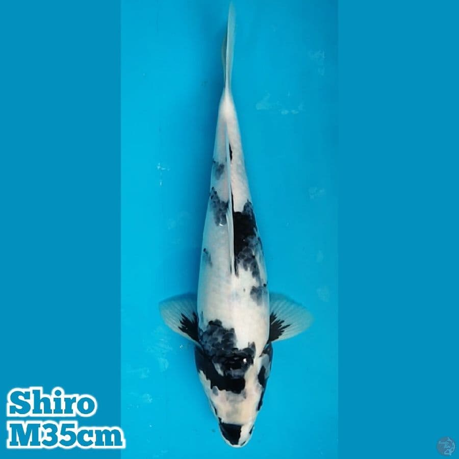 Shiro M 35 cm