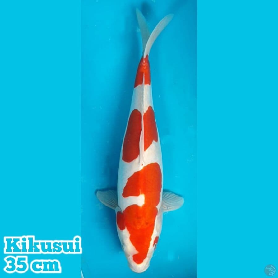 Kikushui 35 cm