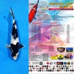 SQ Shiro Utsuri 25bu