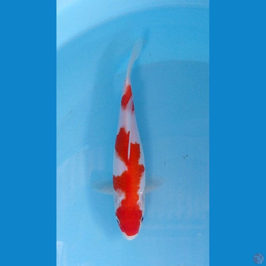 kohaku 22cm