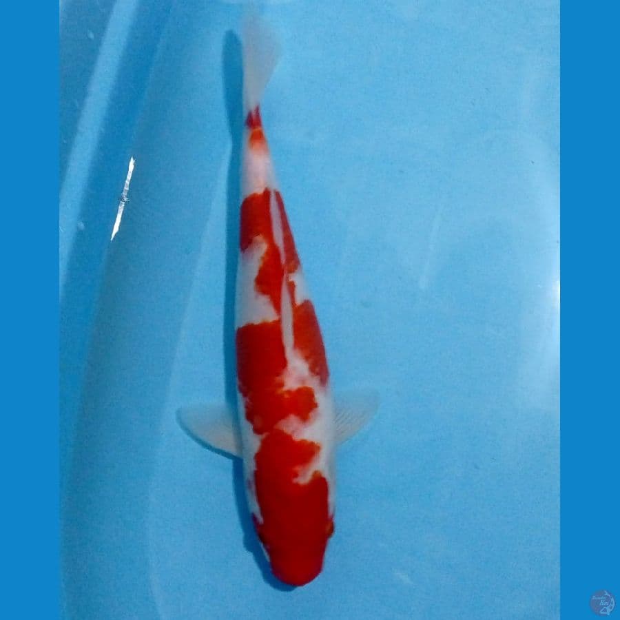 kohaku 33 cm