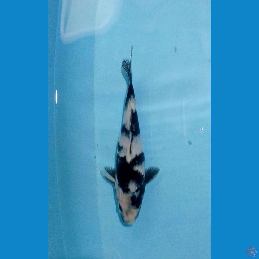shiro 24cm