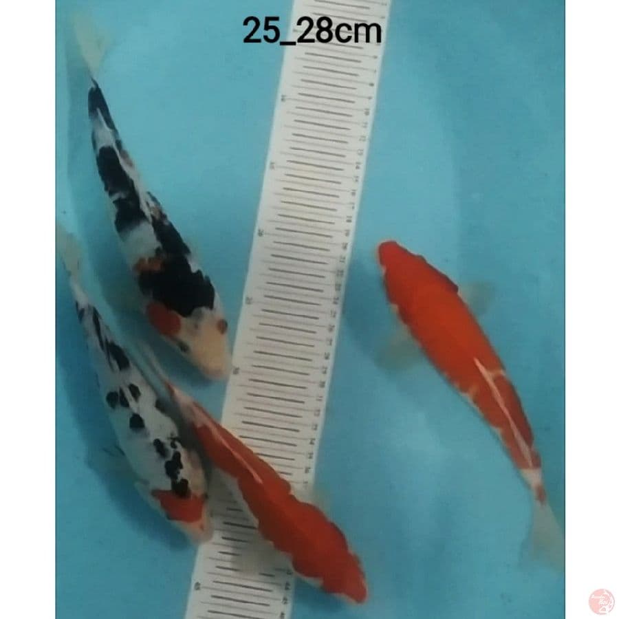 4 ekr mix koi
