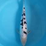 Bekko Doitsu 35 cm