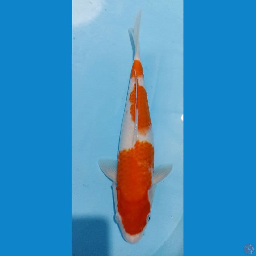 kohaku