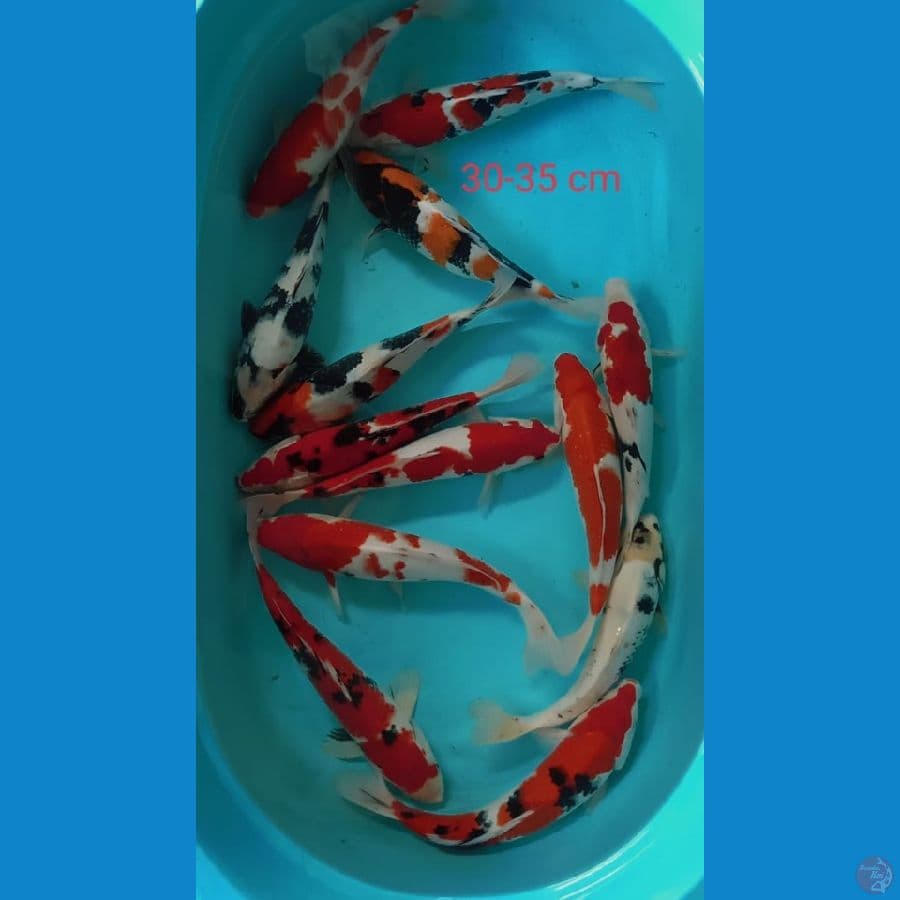 Paket Mix 30-35cm 12Ekor