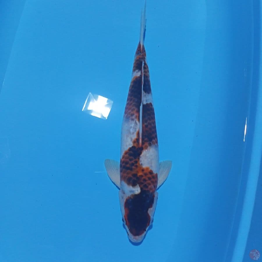GOROMO INAZUMA CUTCER 42CM/MALE