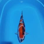 SHOWA SANSHOKU 41CM / FEMALE