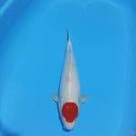 TANCHO KOHAKU SQ 38CM / MALE